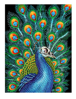 Peacock Mini Print